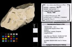 Foto (Objekt + Etiketten) von Longodromites angustus (Reuss, 1858) 